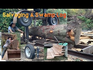 Salvaging A Swamp Log