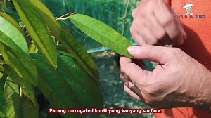 109K views · 4.8K reactions | Farming is life! Sharing with you a day in my life at our small farm in Montevista. Nananom mig klase klaseng prutas sama sa durian, mangosteen, coconut, grapes ug uban pa. Tara, uban ta! Farm Tour sa ta! hehe Don't forget to like and subscribe to our YouTube channel Papa Gov Vlogs #FarmLife #MontevistaFarm #TropicalFruits #GrapeFarming | Papa Gov Arturo Uy | Facebook