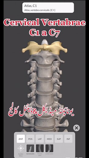 Understanding the Cervical Vertebrae: Anatomy, Function, and Structure