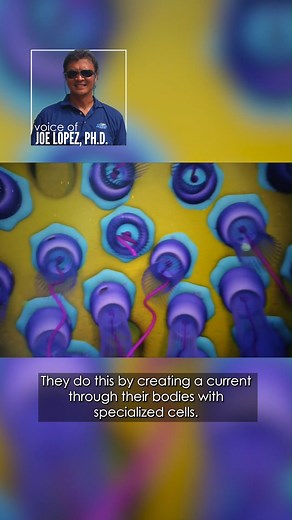 How do sponges feed without a digestive system? ️什 Hint: it doesn’t involve chowing down on a crabby patty. #changingseas #seasponge | CHANGING SEAS | Facebook