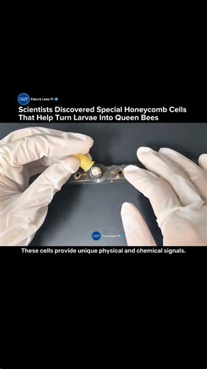 Scientists Discover That Honey Bees Can Literally Build Their Future Queen #bees #honeybee #shorts