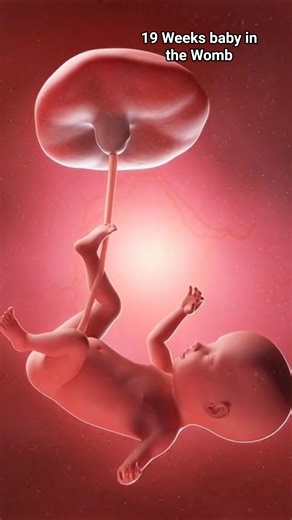 19 Weeks Pregnancy Baby Development | 7 Months Explained। Medical 3D Animation