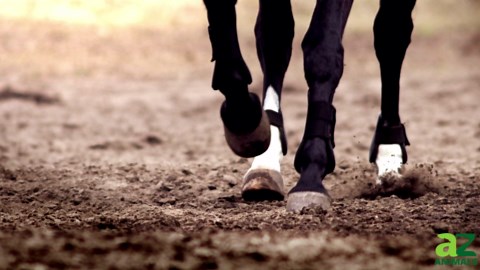 The Biggest Horse of All Time Was a Gigantic Beast