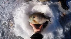 13K views · 214 reactions | Biologists in the Uintah Basin started restocking Pelican Lake with healthy bluegill this week. The lake was treated to remove invasive carp back in October. We're working hard to return Pelican to its historic Blue Ribbon status. Note the size of those fish! | Utah Division of Wildlife Resources | Facebook