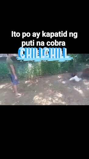 6.4K views · 72 reactions | #followerseveryonehighlights #pypシforyoustrendingyoustrending #marcuszpkcobra | Marcus Zpk Cobra Gamefowl | Facebook