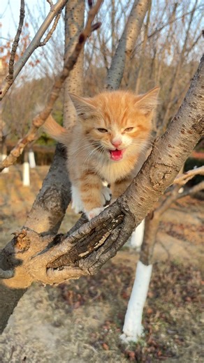 Little cat,the heart-stealer#cats#catsoftiktok #love#cute