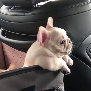 Do You Travel with Your Frenchie? credit@happy_frenchie_max #frenchbulldogsofinstagram #frenchbulldogs #frenchbulldogpuppy #frenchbulldoglove #frenchbulldoglife #frenchbulldoglovers #frenchbulldogofinstagram #frenchbulldogpuppies #frenchbulldogsofig #frenchbulldogoftheday #frenchbulldogstyle #frenchbulldogstagram #frenchbulldogpics #frenchbulldogworld #frenchbulldogmix #frenchbulldogg #frenchbulldoginstagram #frenchbulldogsofinsta #frenchbulldoglover #frenchbulldogclub #frenchbulldogs0fig #frenc