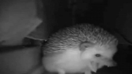 Hilarious Hedgehog Farting Compilation