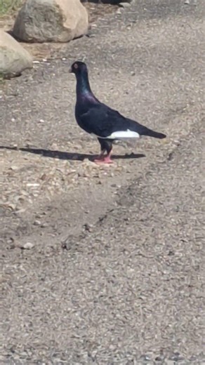 camera shy gal.. what kind of pigeon is That?🕊 any ornithologists on the line? amazing bird!!!!!