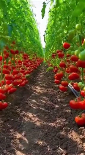 A symmetrical, ground level tracking shot moving slowly forward through long, perfectly aligned rows