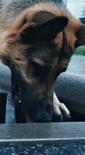 UNBELIEVABLE what an amazing dog 🐕 #animalrescue #shorts #dogrescue