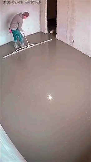 Divertidos Momentos con Gatos en Construcción