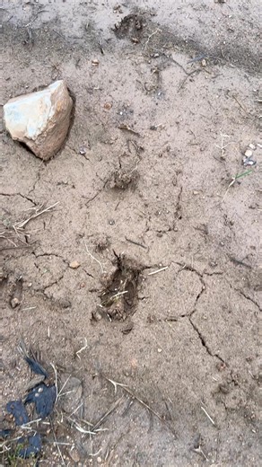 Identifier une empreinte, ça se discute. Chevreuil, sanglier ou cerf ? On attend vos avis 👇 | Le Chasseur Français