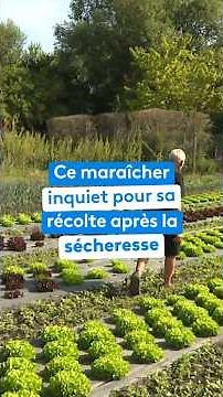 Ce maraîcher inquiet pour sa récolte après la sécheresse