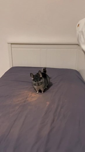 #parcour #chinchilla | Chinchilla | TikTok