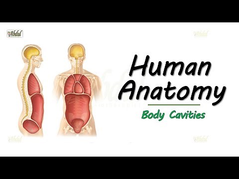 Human Anatomy - Body Cavities (Easy explanation for Medical and Allied Healthcare Students..)