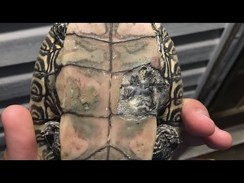 Treating A Mississippi Map Turtle For Shell Rot!!!