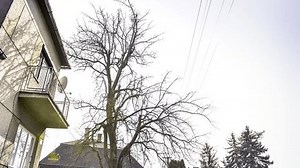 Lumberjack with saw and harness pruning a tree.