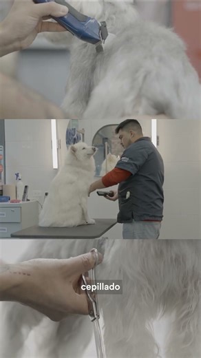 Apertura Petco Galerías Express, este viernes 12 de diciembre. 🐶🐱💙