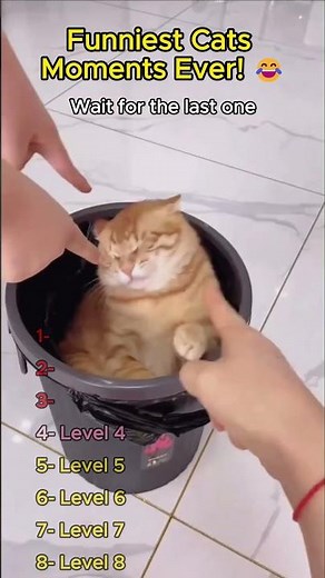 Try not to laugh: Cat edition 🐱 #funnycats #lol #shorts