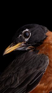 Sean Graesser on Instagram: "Are you seeing birds flock together this spring? Many folks see flocks of American robins as a sure sign of spring, but did you know there’s a good reason for this? During spring migration, American Robins often travel in flocks—a behavior that offers several ecological benefits. Group movement provides increased vigilance against predators, improves foraging efficiency, and may help younger birds navigate by following experienced individuals. While robins are territ