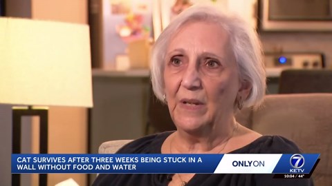 Cat survives after three weeks being stuck in a wall without food and water