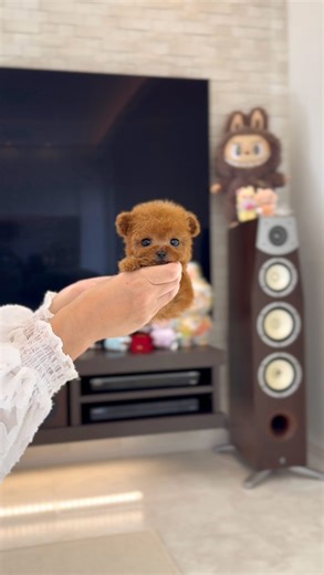 とびきり可愛い🐶トイプードル専門Royal Tiara | 🌹素敵なご家族さまが決まりました🌹 いつもRoyal Tiaraをご覧くださり、本当にありがとうございます🐶💖 昨晩のご家族さま募集の開始から【172件ものお問い合わせ】、そしてこの週末からスタートする見学にも【14件のご予約】をいただきました。... | Instagram