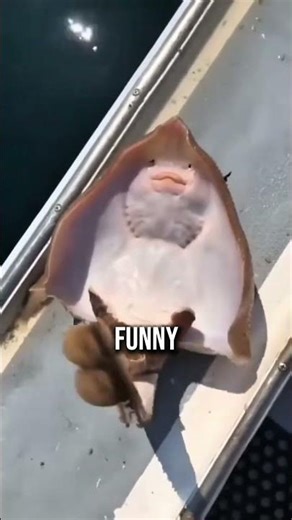 He Gently Tickled a Ray… and Its Reaction Sparked Debate