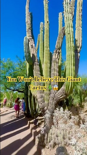Largest Cactus I’ve Ever Seen! 🌵🔥 Phoenix Desert Garden #arizona #ytshorts #shortsfeed #desert #yt