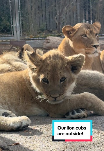 Lion Cubs Make Their Public Debut at Denver Zoo