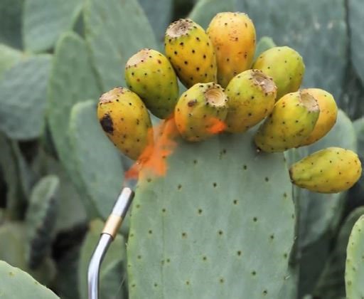 Succulent Style: Crafting It with Cacti | 5-Minute Crafts