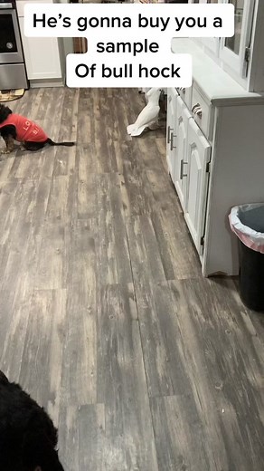 Good rant #PartyWithVMAs #shadowbanned #cockatoolfe #rant #subtitles