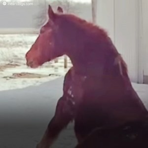 508K views · 10K reactions | Gidget lived completely alone for 10...