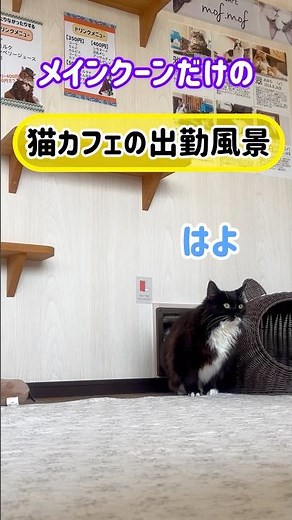 20260524メインクーンだけの【猫カフェの出勤風景】#cat #cooncat #mainecat #もふもふ