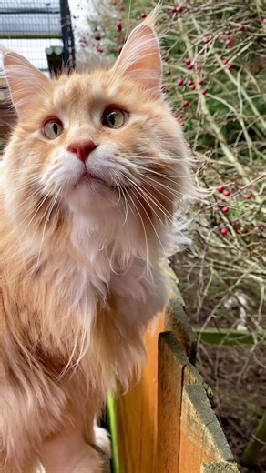 👀 Spy Ruby: Backyard Watcher 🐾