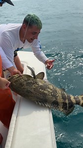 34K views · 597 reactions | Goliath Grouper! #Fishing #Fish #oceanlife | RAWWFishing | Facebook