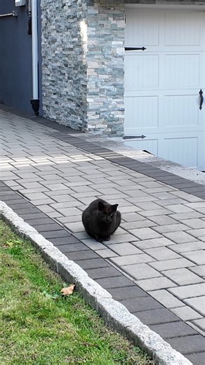 Bronx Cat Stares Me Down And Asks Me What Hood I'm From NYC | City Explorations