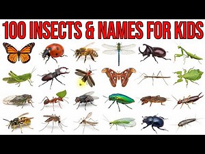 100 Amazing Insects and Names That Will Blow Your Mind!