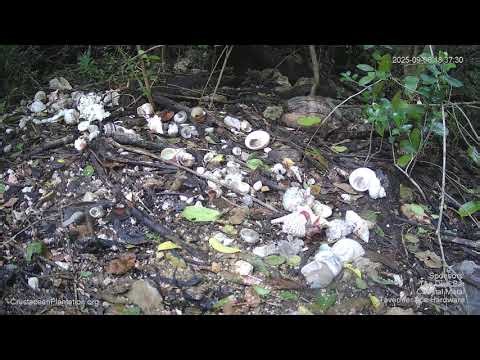 House Hunters: Hermit Crab Edition 🏡🦀