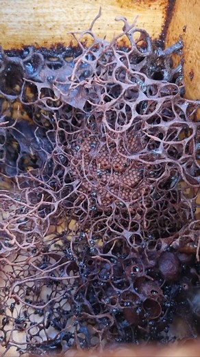 Stringy stingless bee hive! This colony is also super dark- very unique! Australia has 11 species of stingless bees. This species is Tetragonula carbonaria (TC). Follow me to see more stingless bee hives! #nativebee #naturelovers #beesofinstagram #awesomeearth #instagramreels #beekeeping #beethecure #savethebees #earthshots #eathpics #bees #Apismellifera #nativestinglessbees #australiananimal #australiannative #wow_australia2021 #Australia #goldcoast #honey #pollinators #backyardbees #beephotogr