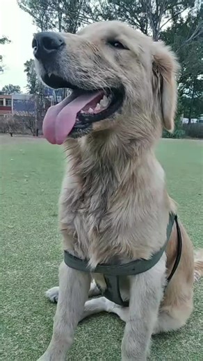 Me van a tener que bañar de nuevo jijiji 😂🐶 #fyp #duko #goldenretrieverlife #perrostiktokers #shakira #goldenretriever #bañacion #olorachetos
