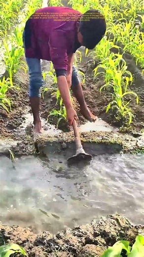 Redirecting Water: How a Farmer Ensures Crop Survival