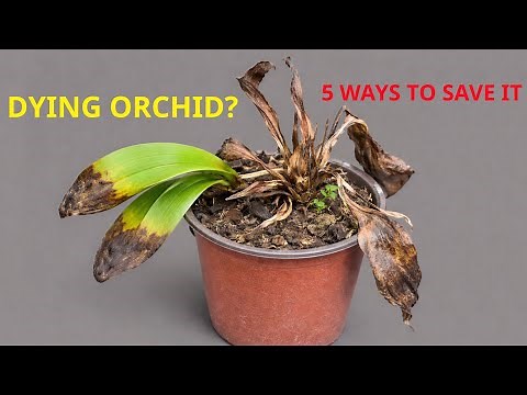 5 Ways to Revive Dying Orchids – Complete Compilation 🌸