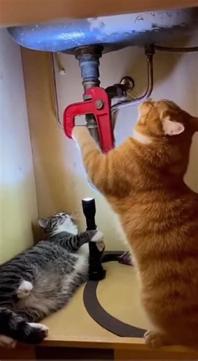 MIAU (@miauventuresx)’s videos with original sound - MIAU