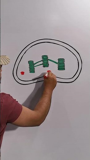 Chloroplast labelled Diagram (How to Draw Chloroplast)