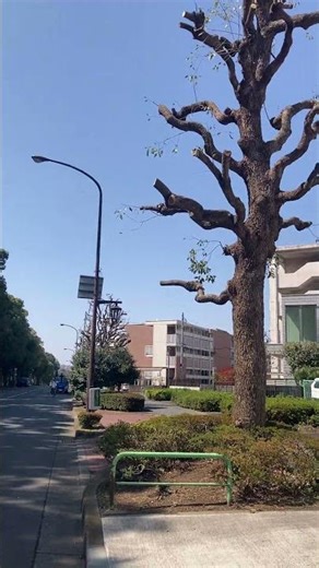 光が丘公園周辺 Around Hikarigaoka Park #シティツアー