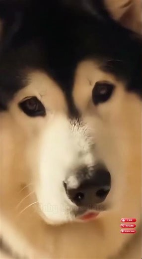 Baby Forms a Calm and Loving Connection with an Alaskan Malamute 🐺👶💙 #animal #pet #funny