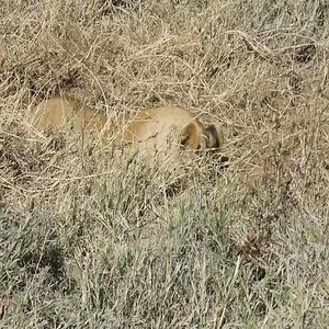 Lion vs Hyena after digging up warthog Join Group: 👉 Animal World | Crystal Mills