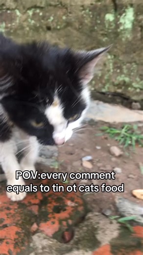 Aron cats recsue on Instagram: "He knew first that the cat distribution system works on cats too. So grateful we kept our girl #cats #catlovers #orangecats #gingercats #kitten #rescuecats #kittens #catrescue"