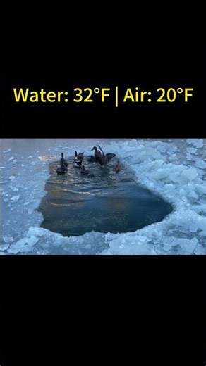 The Secret Ducks Know (It’s Warmer in the Water)